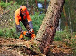 How Our Tree Care Process Works  in Wylie, TX